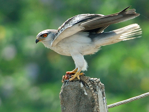 A black-shouldered kite with prey. The image is CC by Tariq Sani.